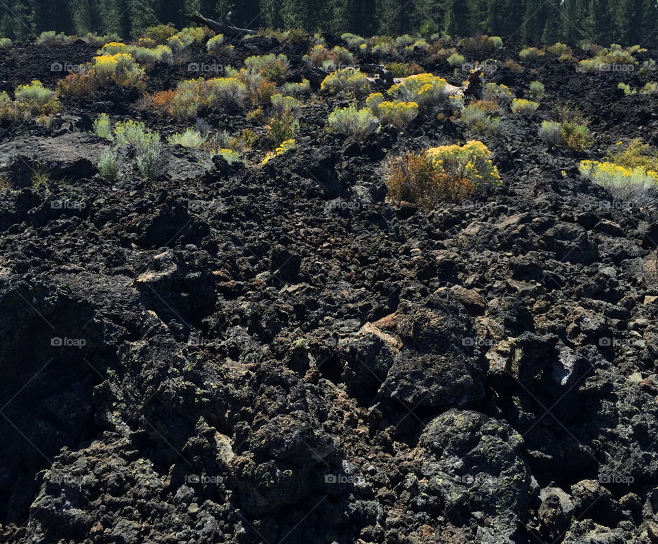 Varied in color tough bushes in a Central Oregon lava rock field head into fall. 