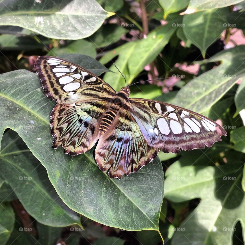 Rainbow colored butterfly on leaf