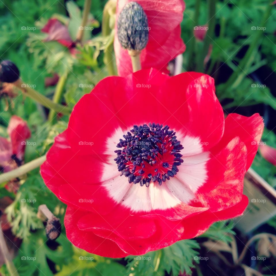 Bright Red Flower