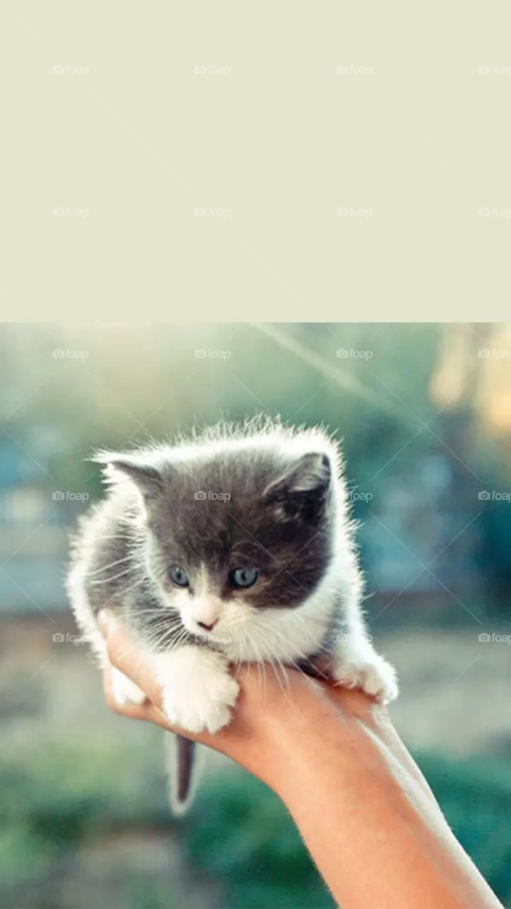 Meow