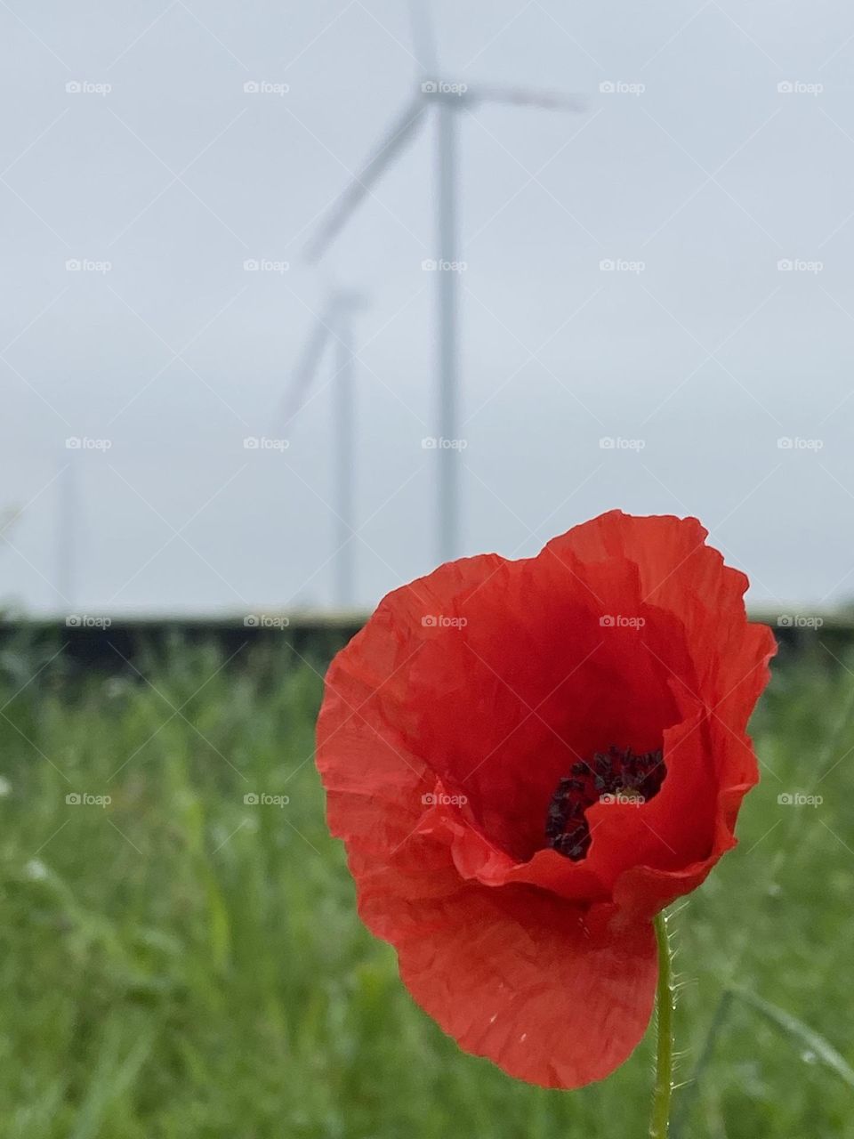 Red poppy in a field of green grass underneath windmill’s creating green energy.