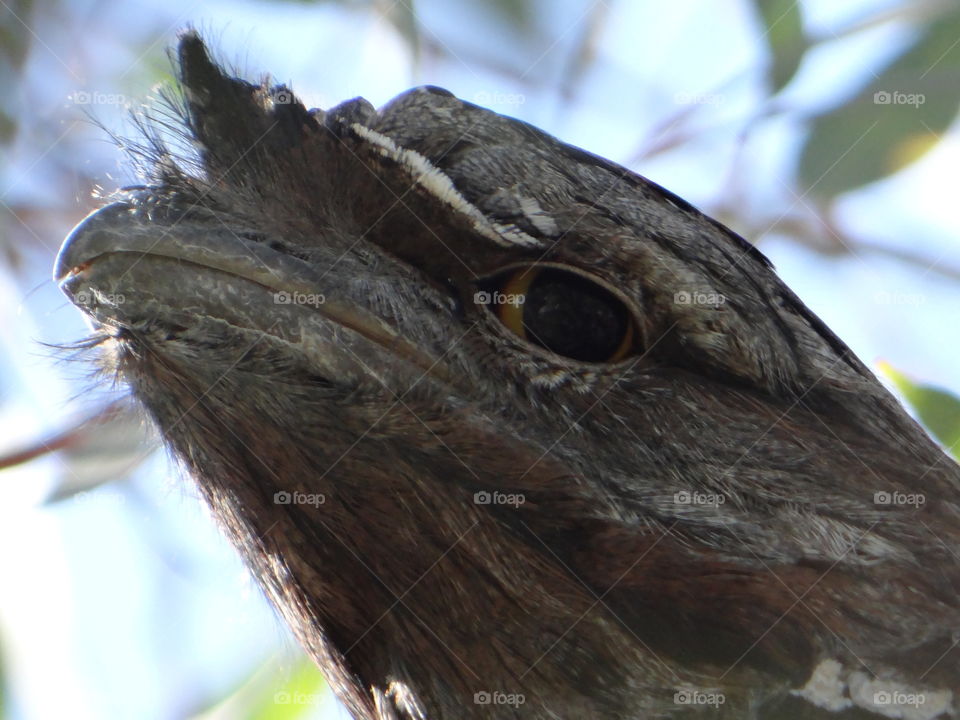 Tawny frogmouth owl