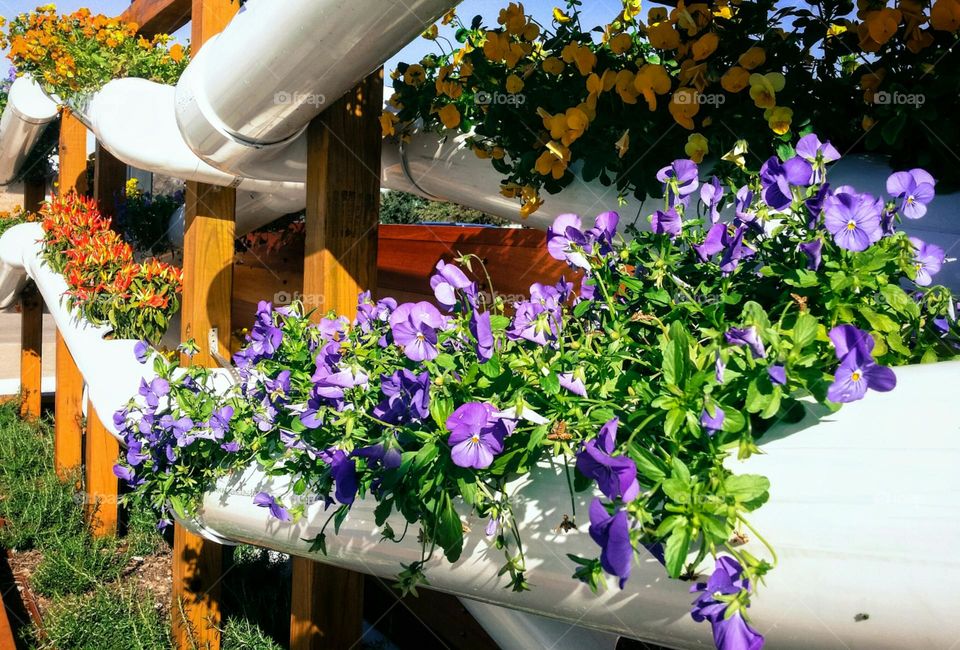 Urban Garden with Purple Flowers