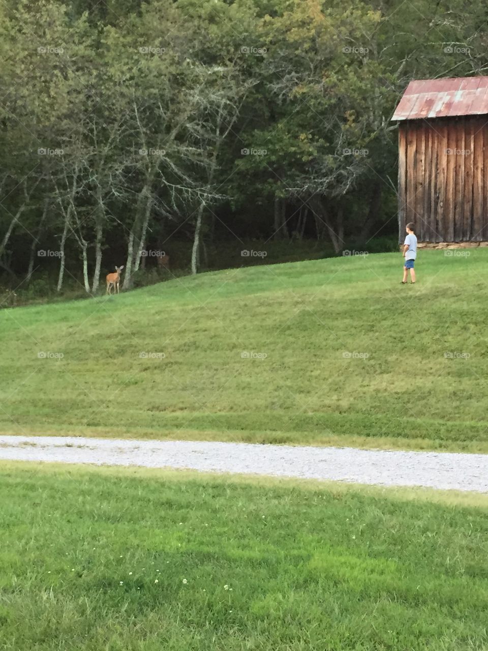 Country living. A young boy is making friends with a deer