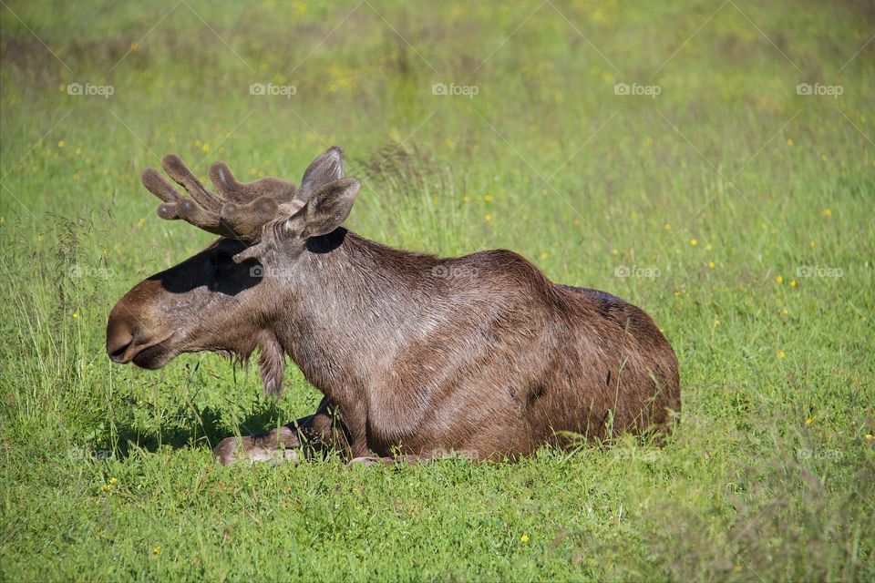 Big elk