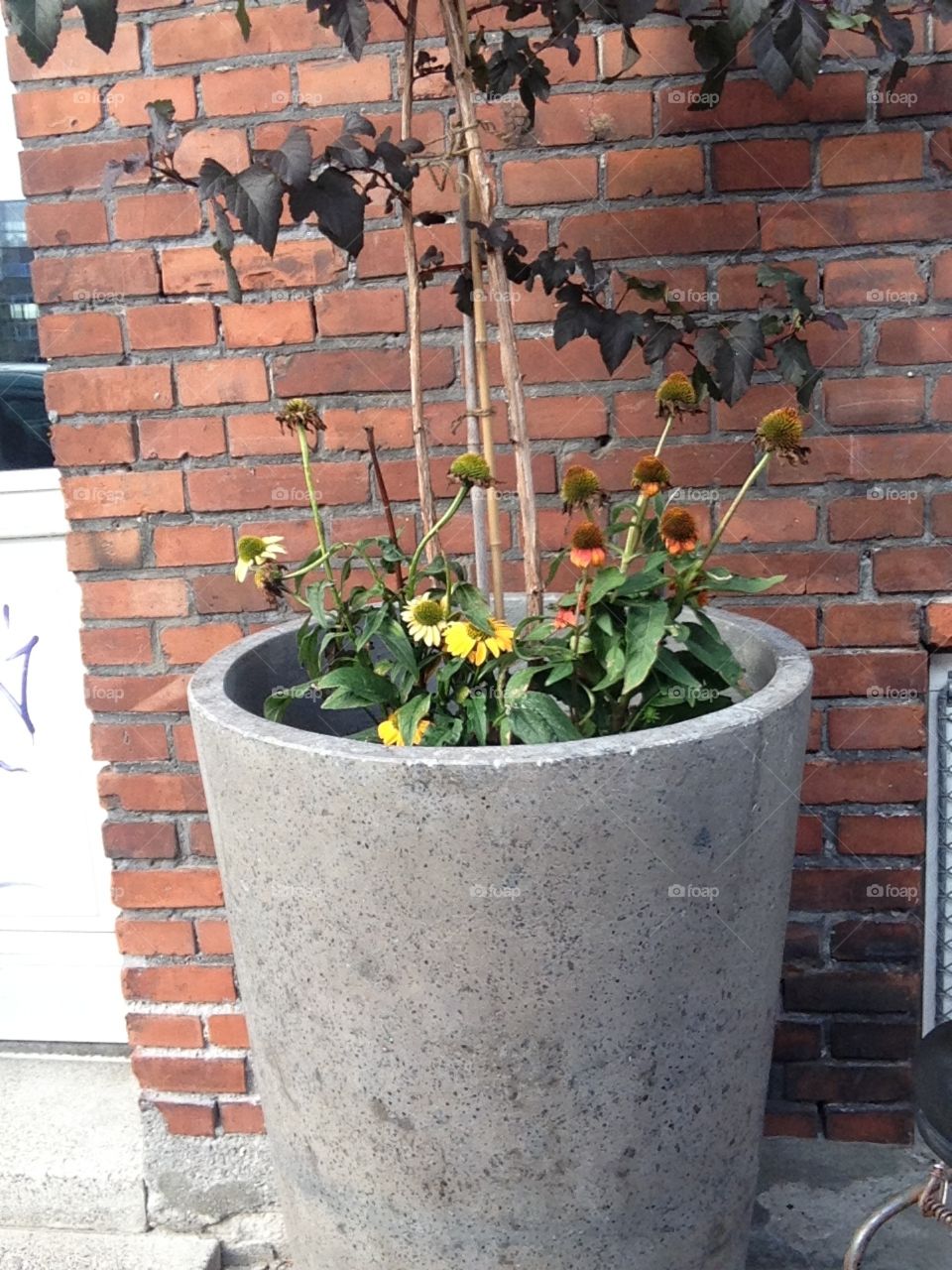 The big pot of flower plant nearby our place very nice,the caretaker of the building is taking care of it everyday.