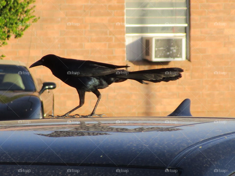 Pollyanna wanna a cracker 