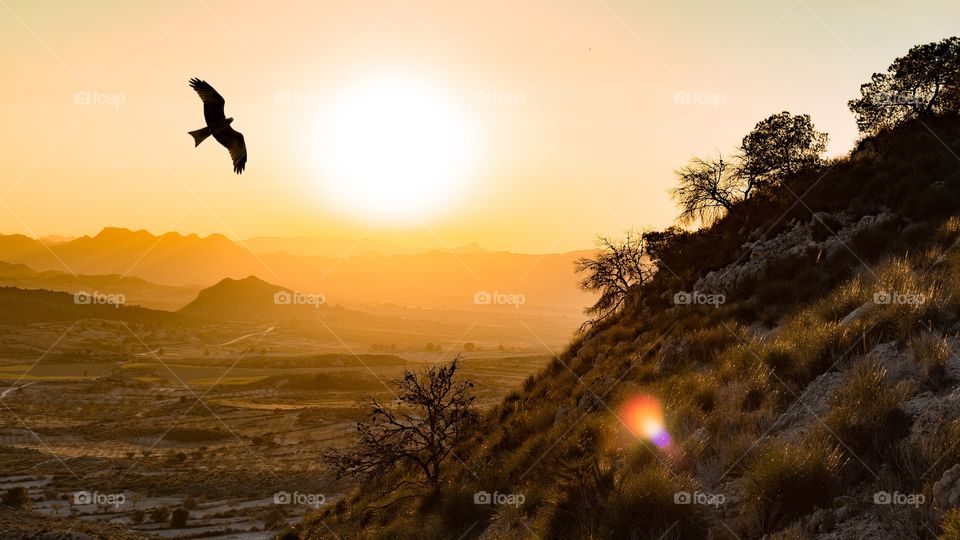 Iberian imperial Eagle flies in the Montes de Toledo in the Iberian Peninsula at sunset