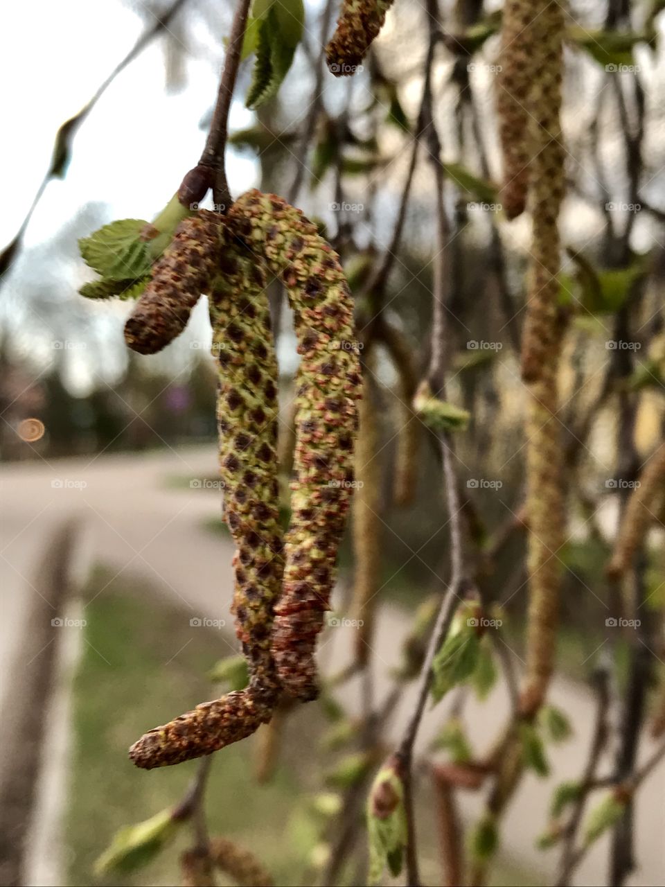 Birch tree pollen pods