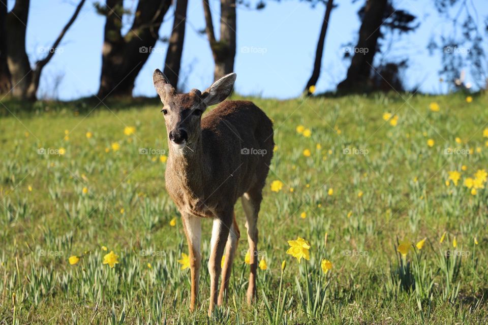 Fawn on the field 