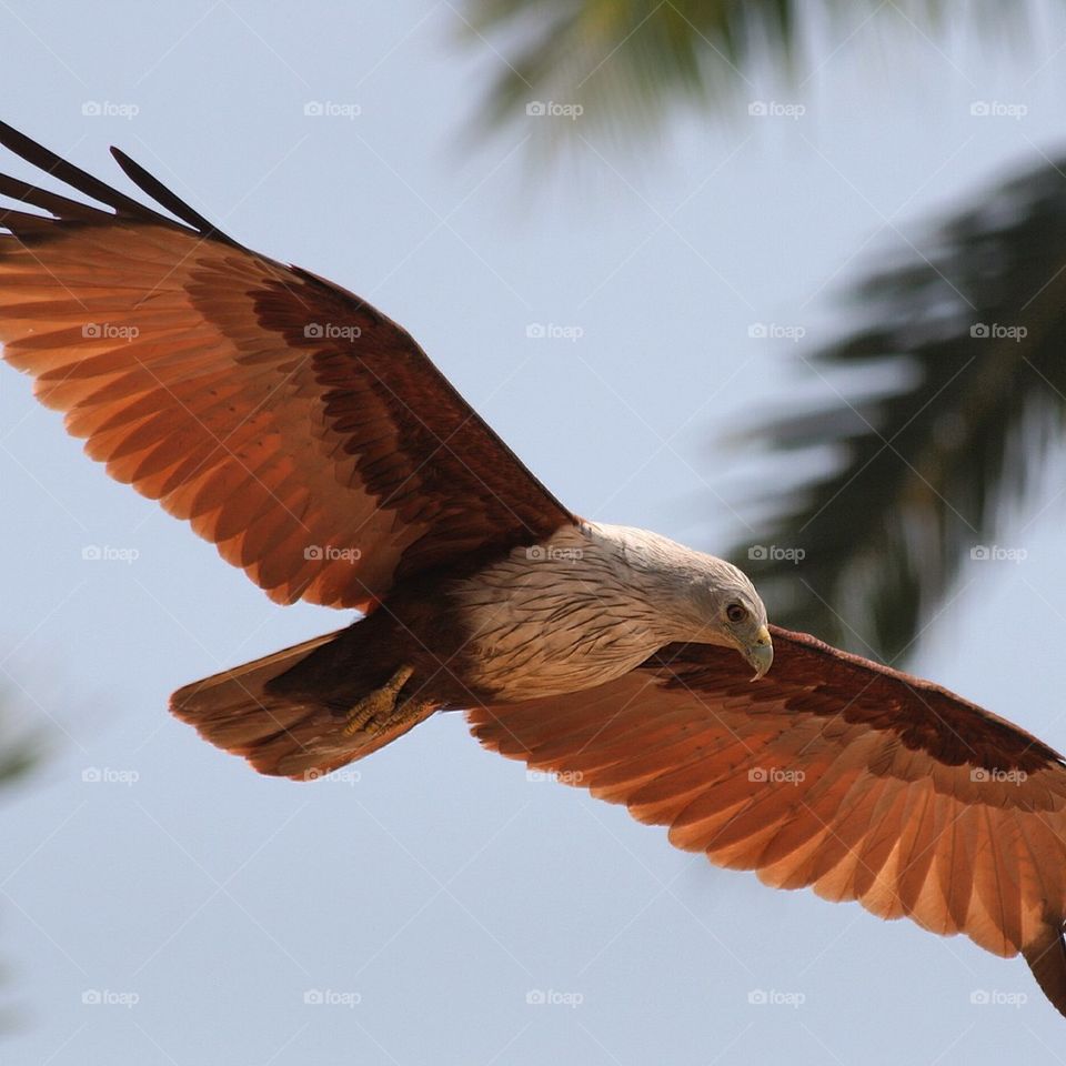 Rovfågel / Bird of prey