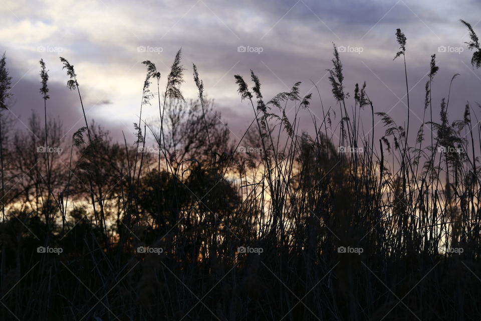 Feld bei Sonnenuntergang