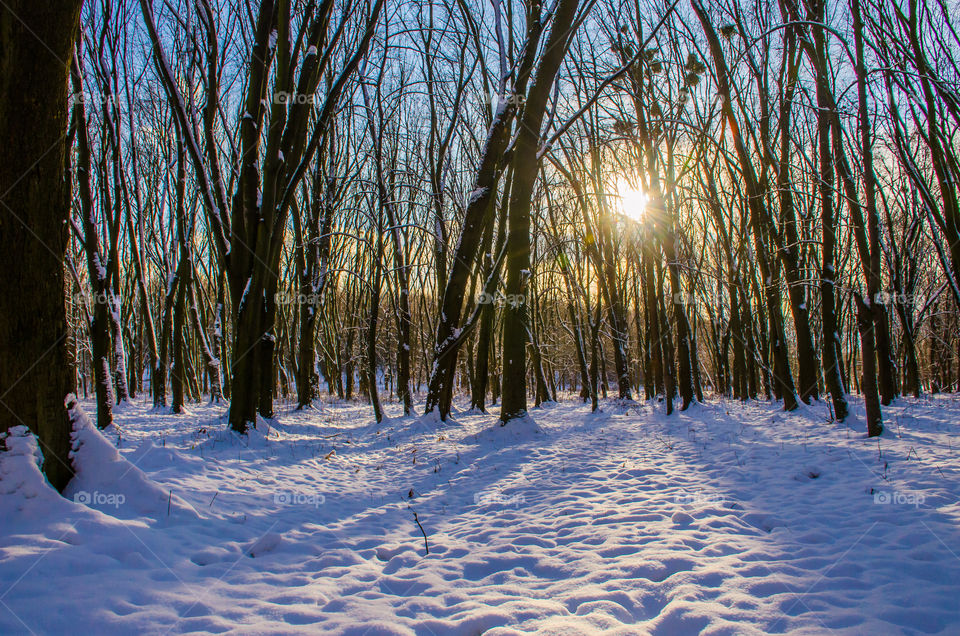 winter landscape