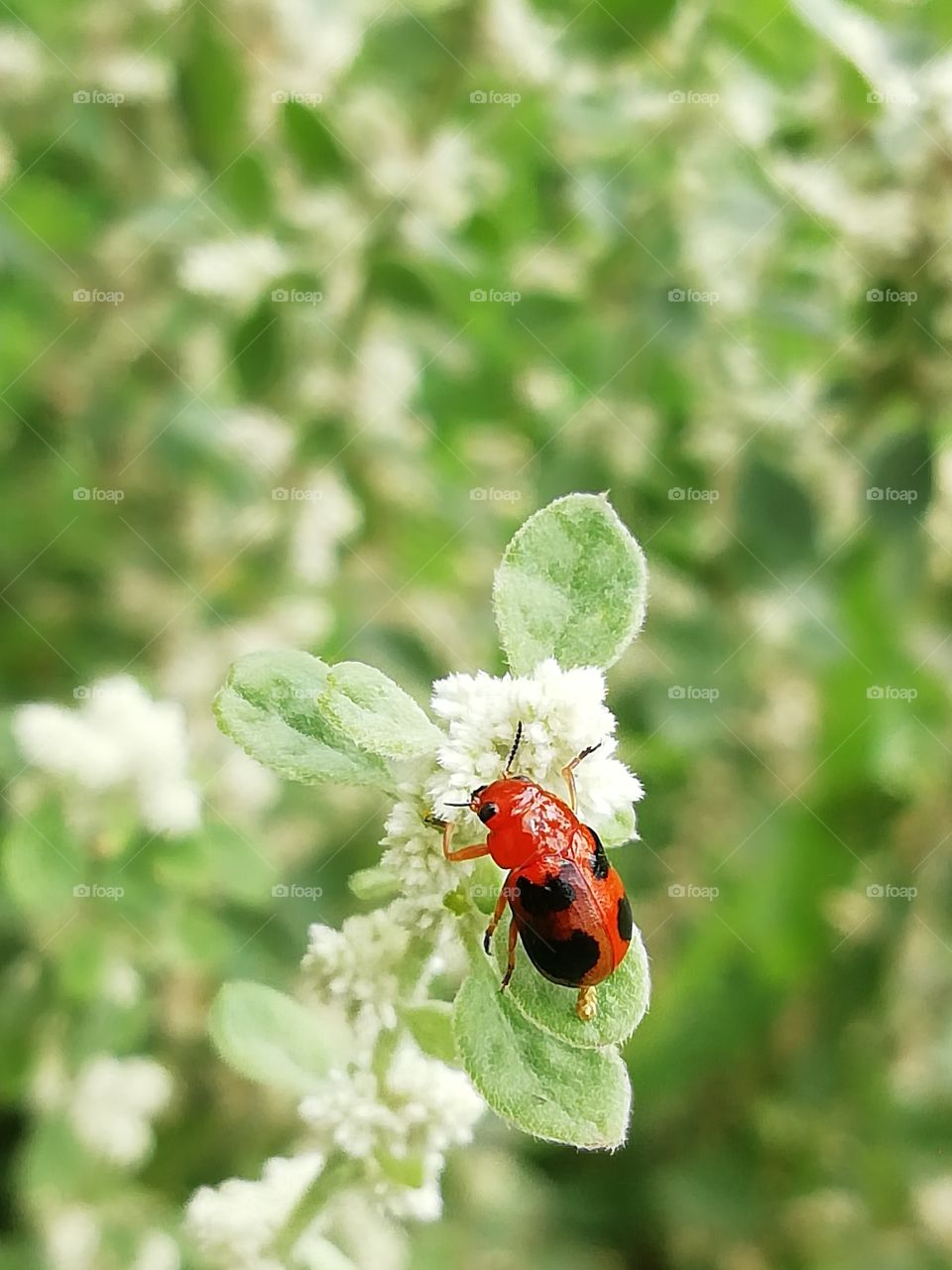 Distance and close up snaps of a Red and Black dotted bug