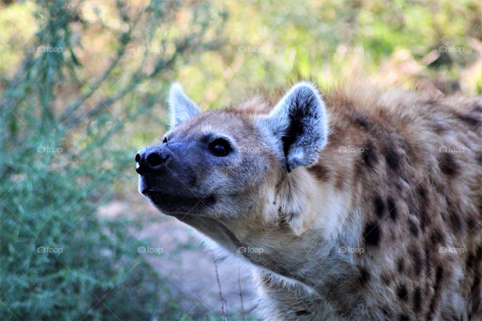 The Hyena