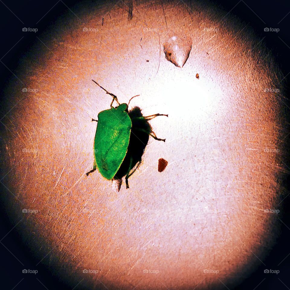 Green Stink Bug