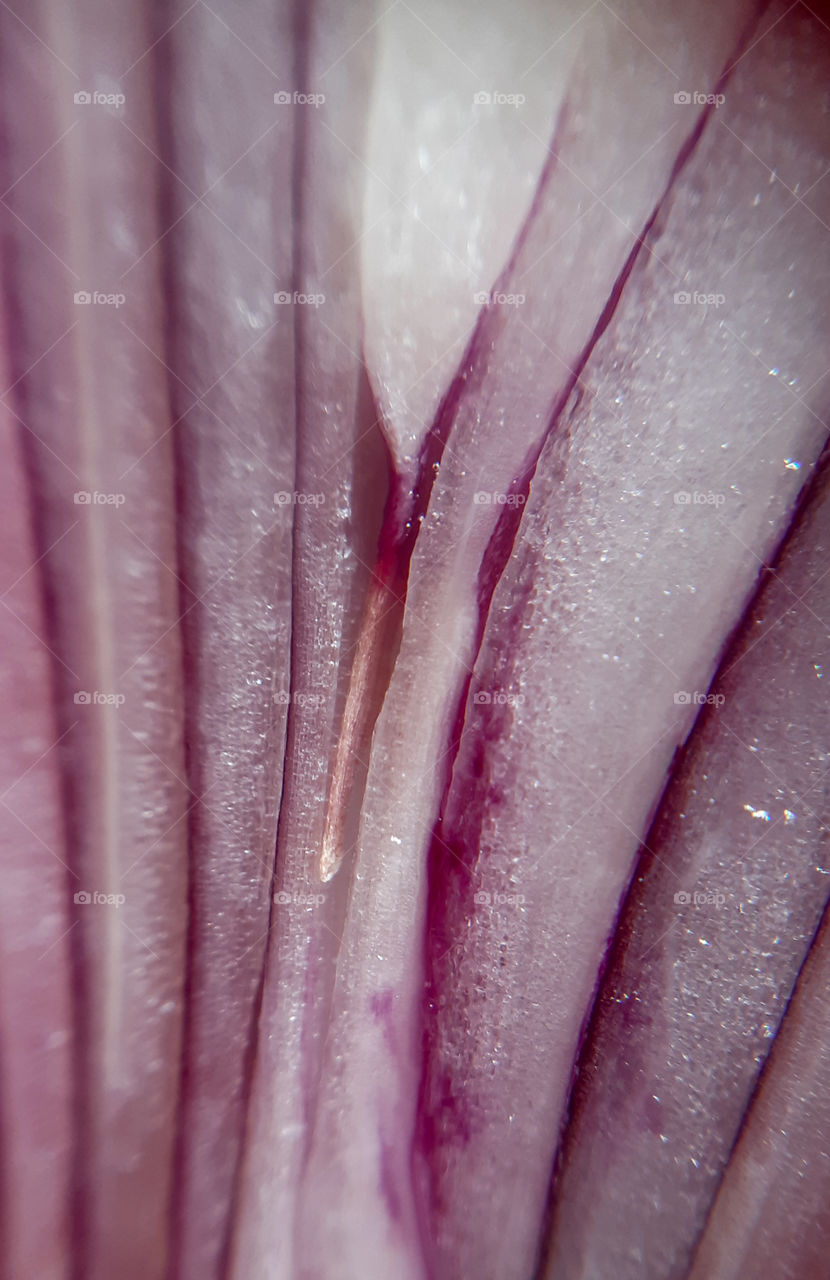 macrophoto of red onion made with phone