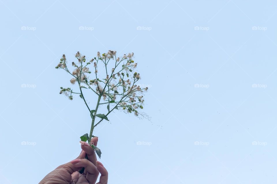 Holding beautiful white dandelion flower