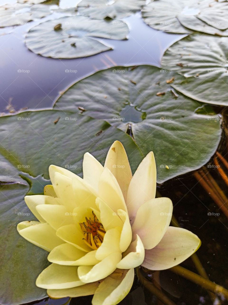 lotus flower