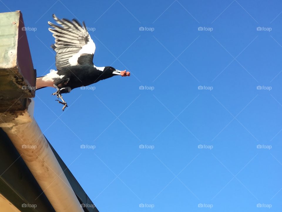 Magpie in flight taking off from roof with carrion in its beak