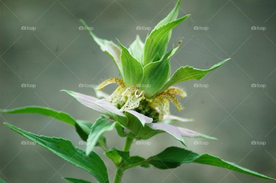 spotted beebalm
