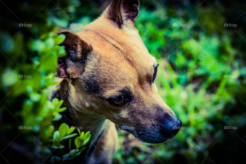 stray dog in the bushes