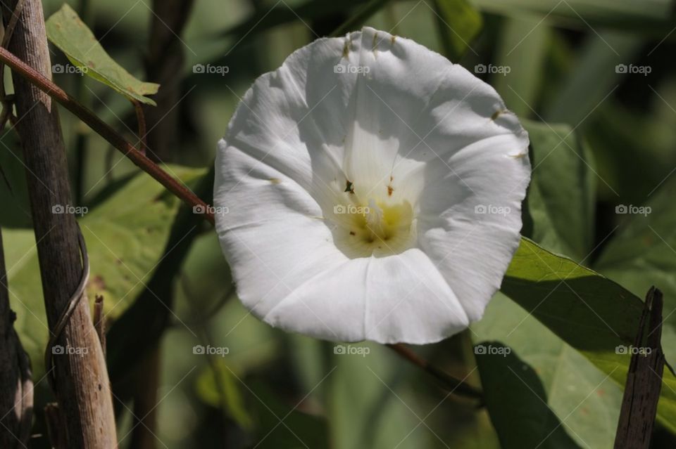 Face flower