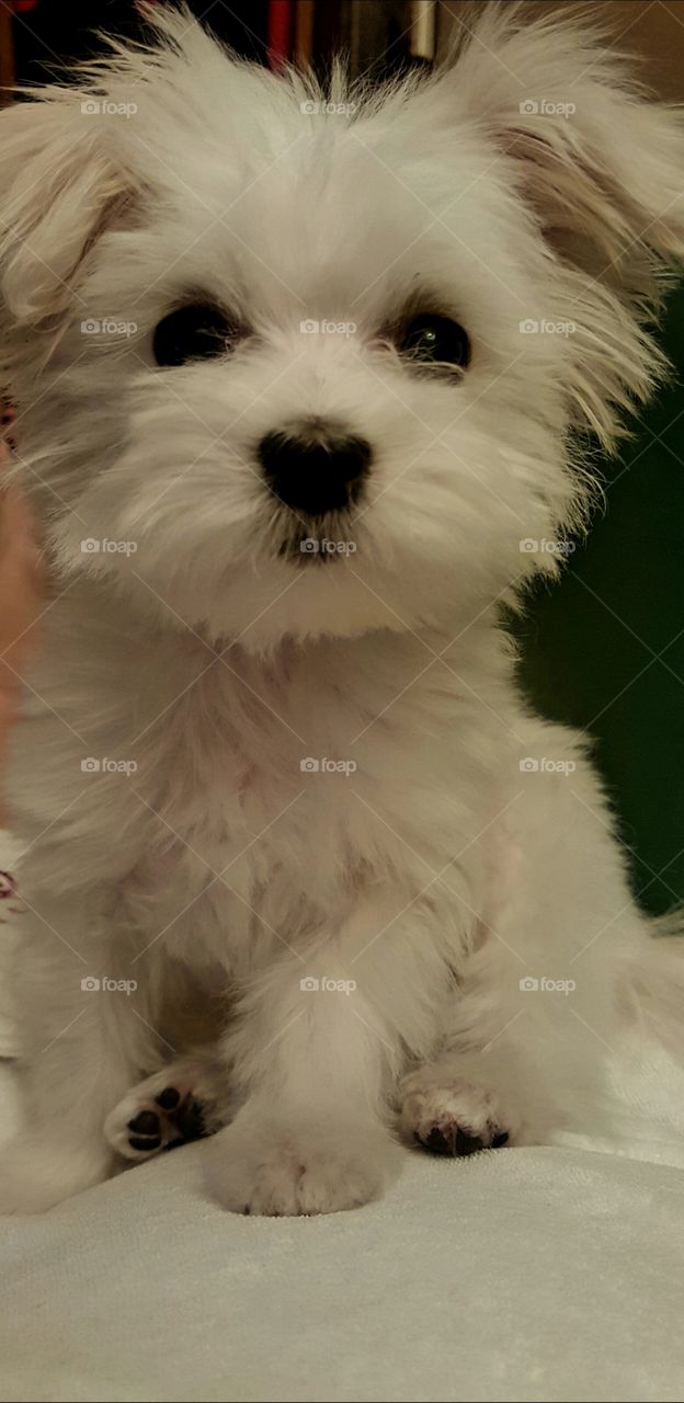 fun animals in our daily life