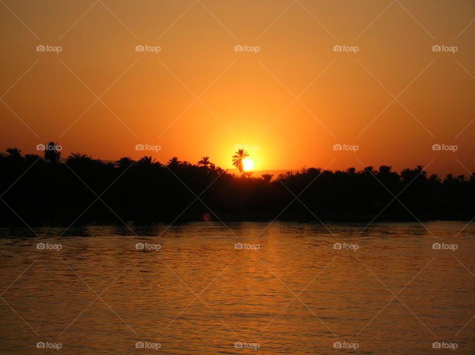 Palm bows to the Egyptian sun