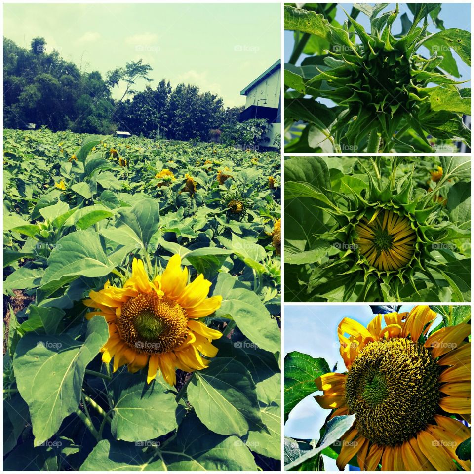 the journey sunflower bloom