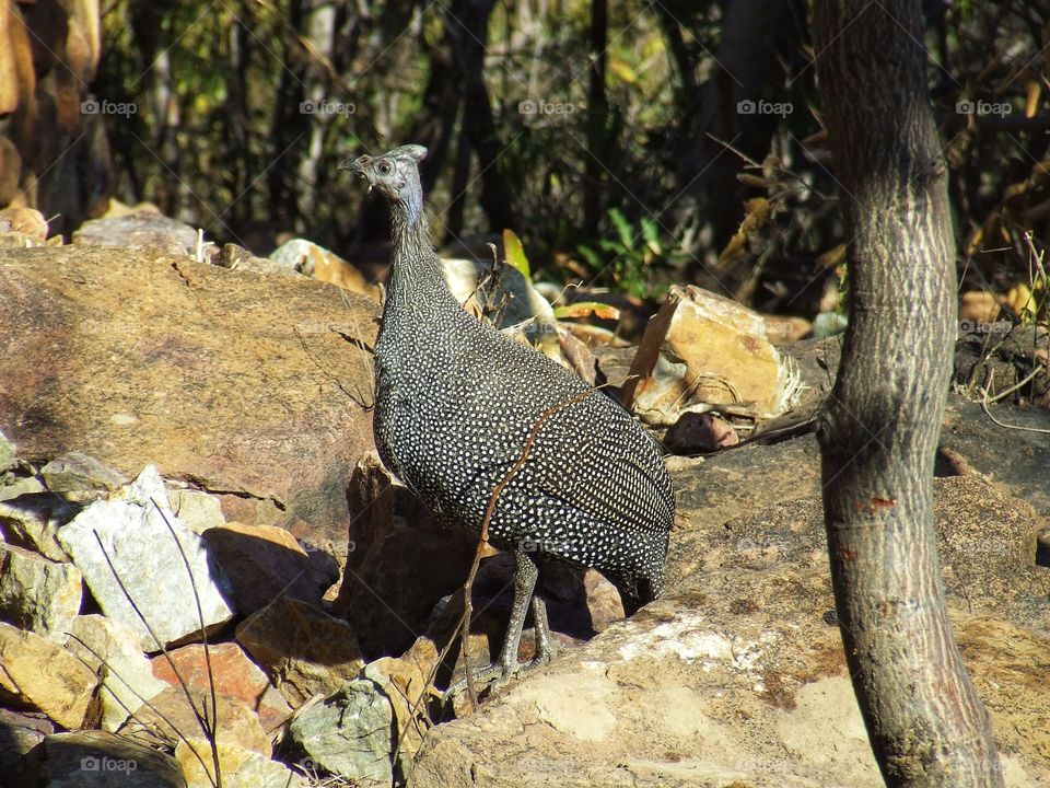 The helmeted guineafowl