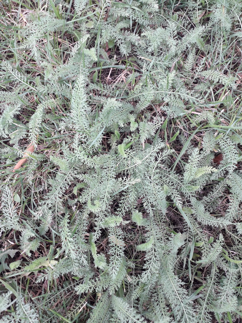 yarrow leaves