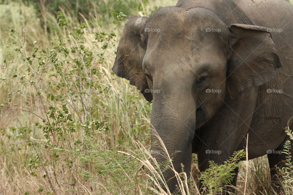 Local wildlife in Sri Lanka. Udawalawe National Park. Jeep Safari capture.