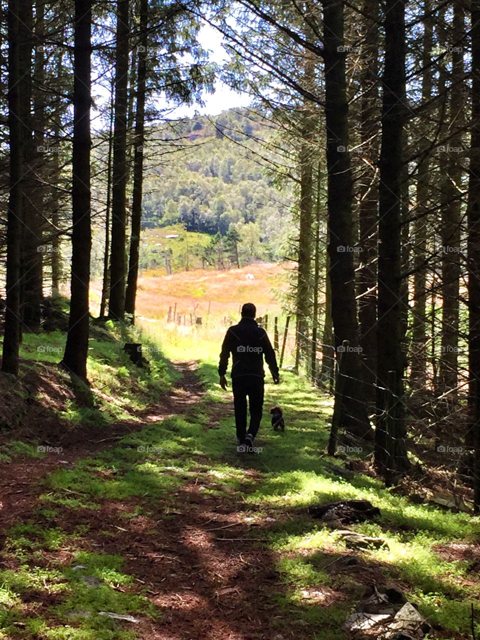 Man in the forest. Man walking in the woods with his dog. 