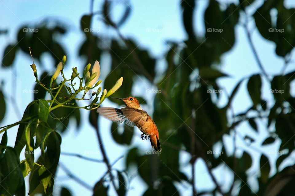 Hummingbird trying to drink from a bower vine flower