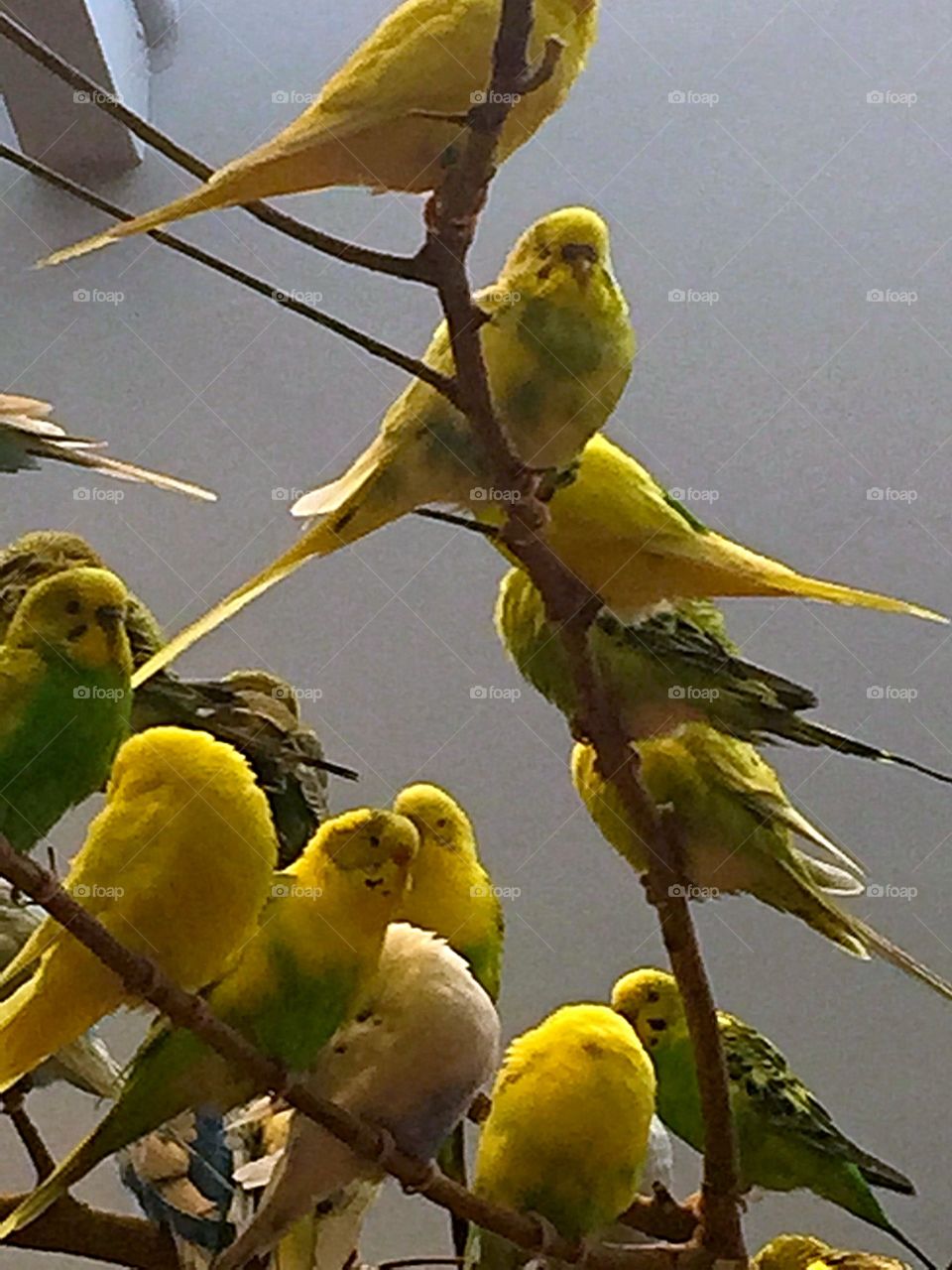 Birds of a yellow feather 