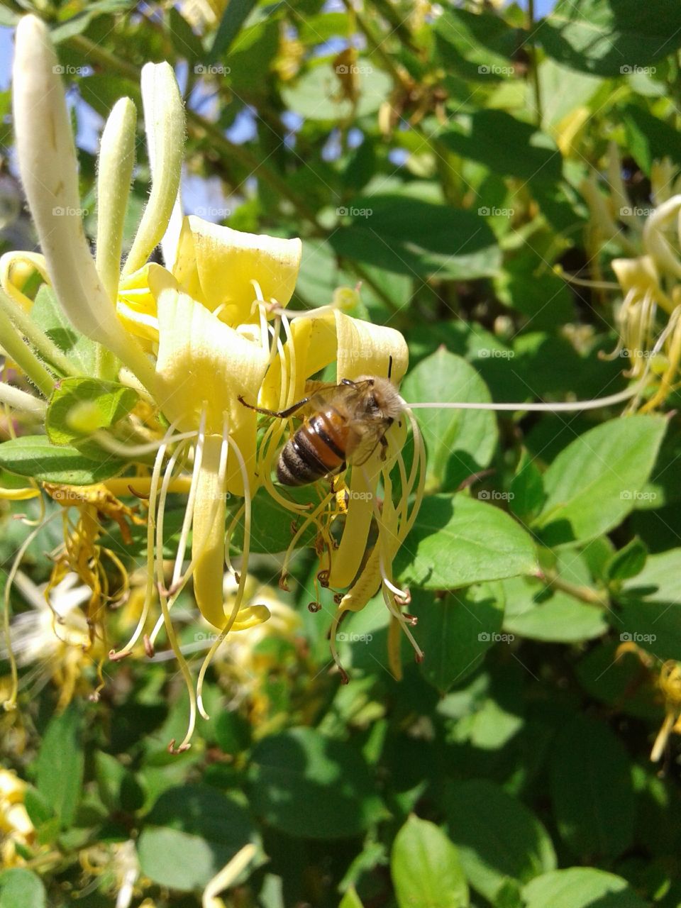 Blooming honeysuckle and honey bee.