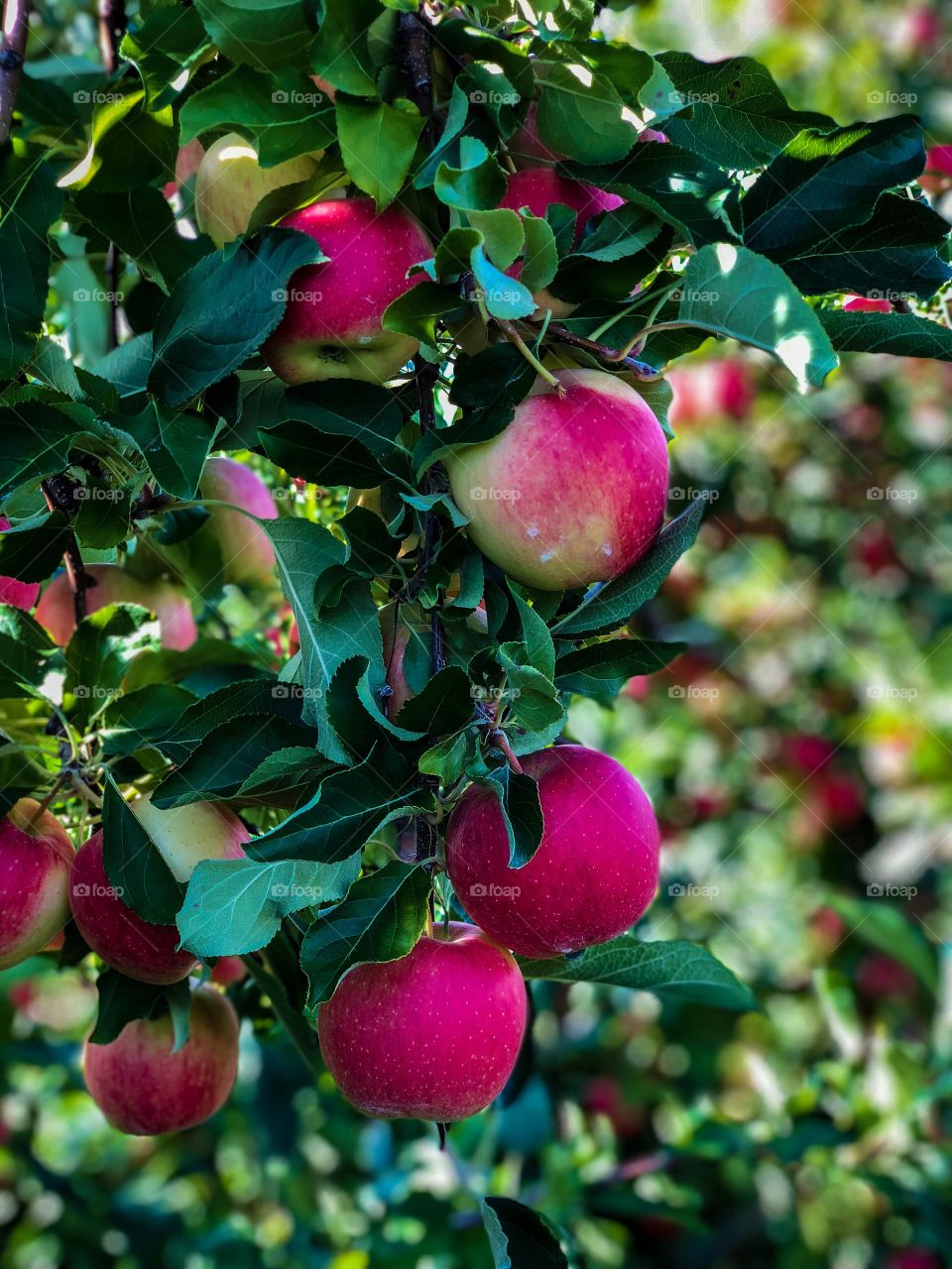 Apple picking in upstate New York very colorful northern spy fruits