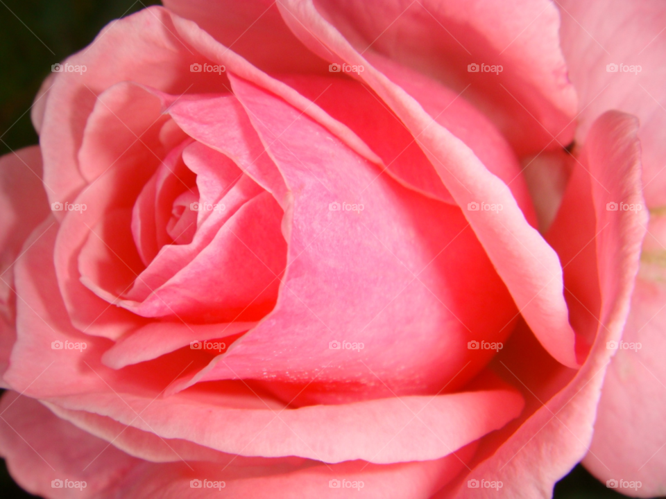 garden flora pink flower by Bea