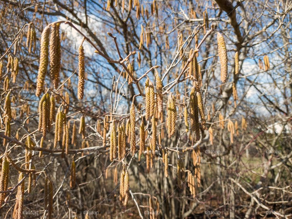 The hazel bloom. Spring, the month of March.