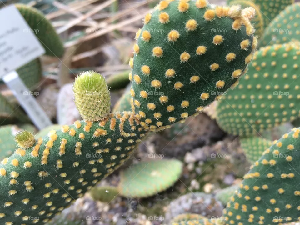 Cactus