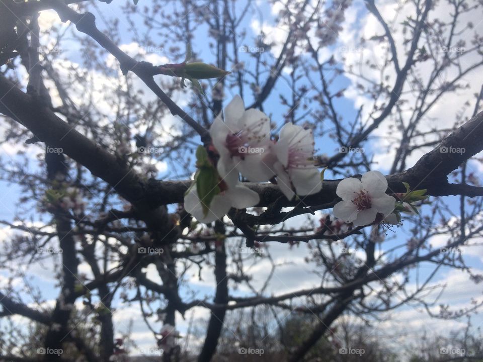 apricot blooms