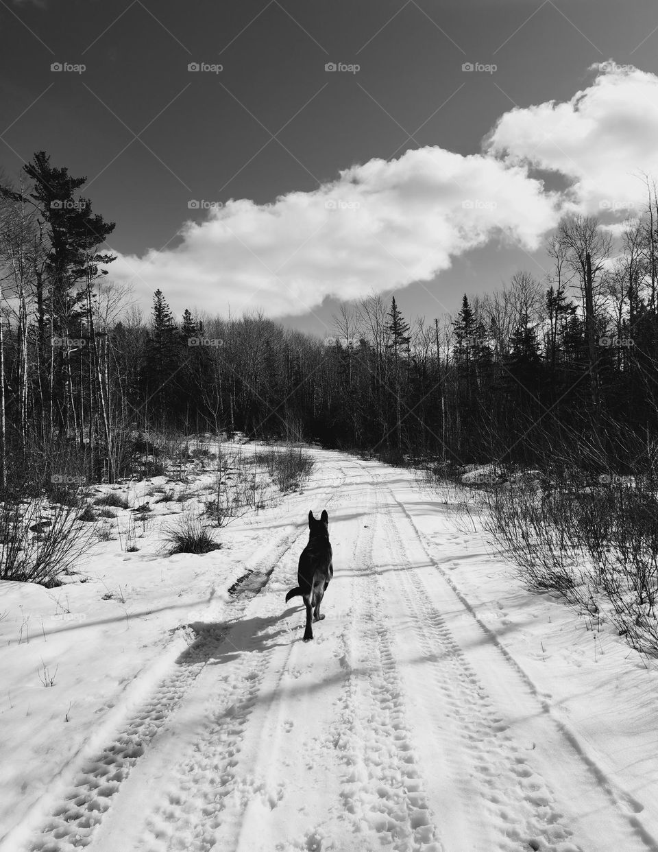 Dog running on a trail through the forest.