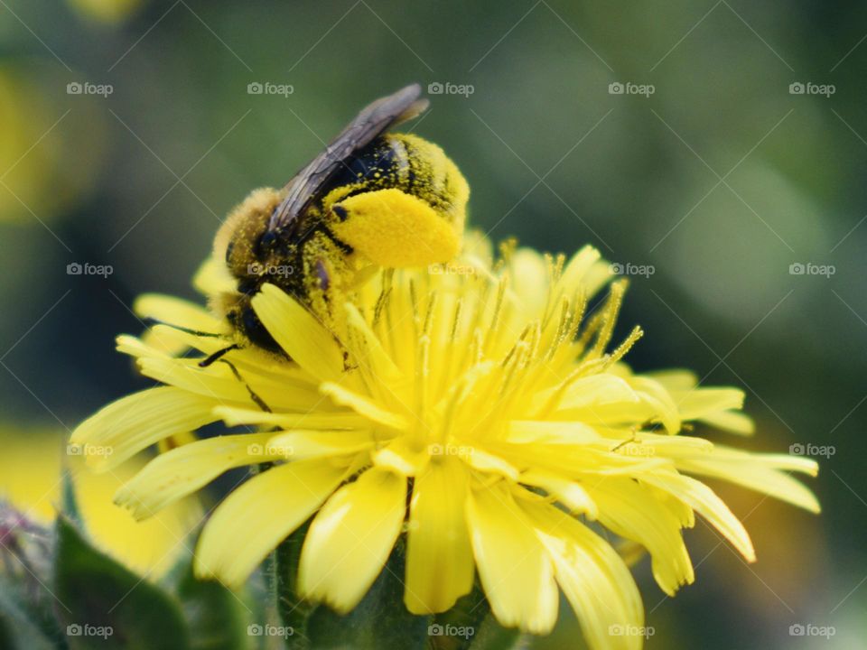 Bee collecting pollen 