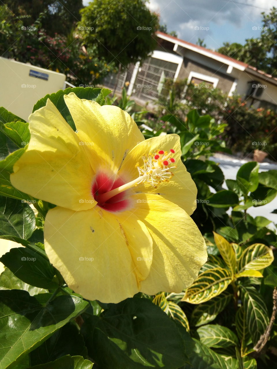 yellow shoe black  plant