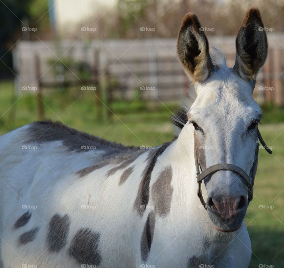 Portrait of a donkey