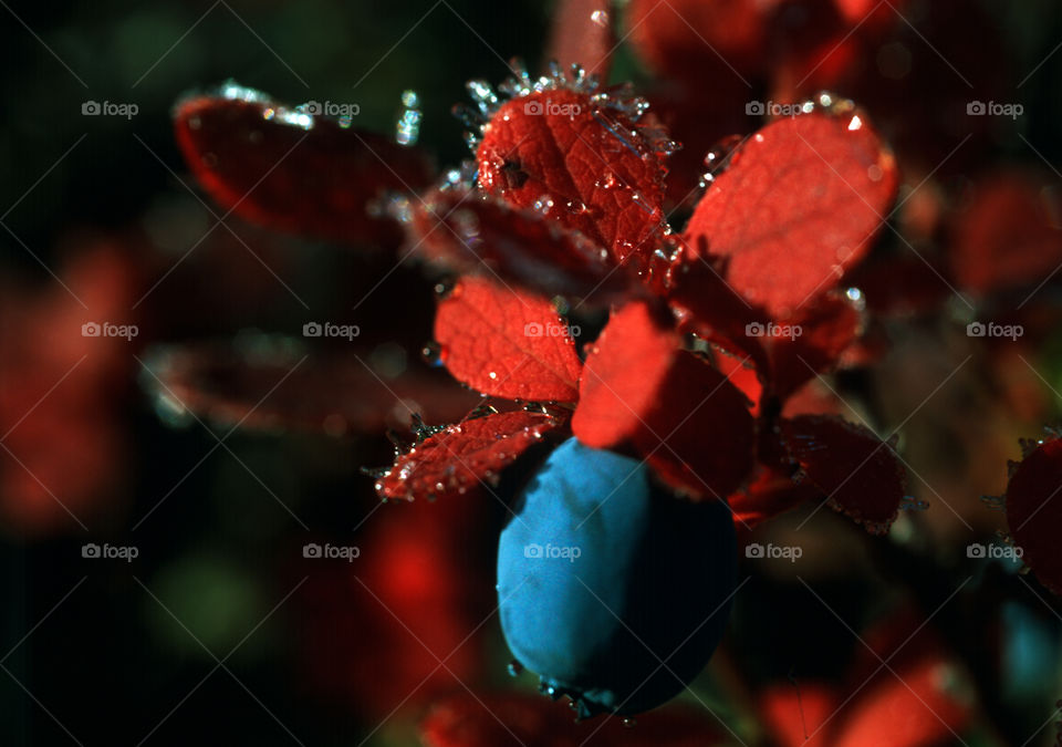 Close-up blueberry on wet plant