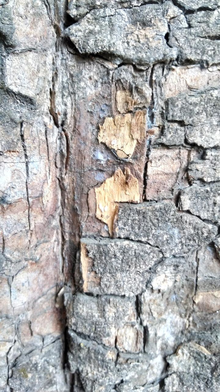 wild tree bark on the garden