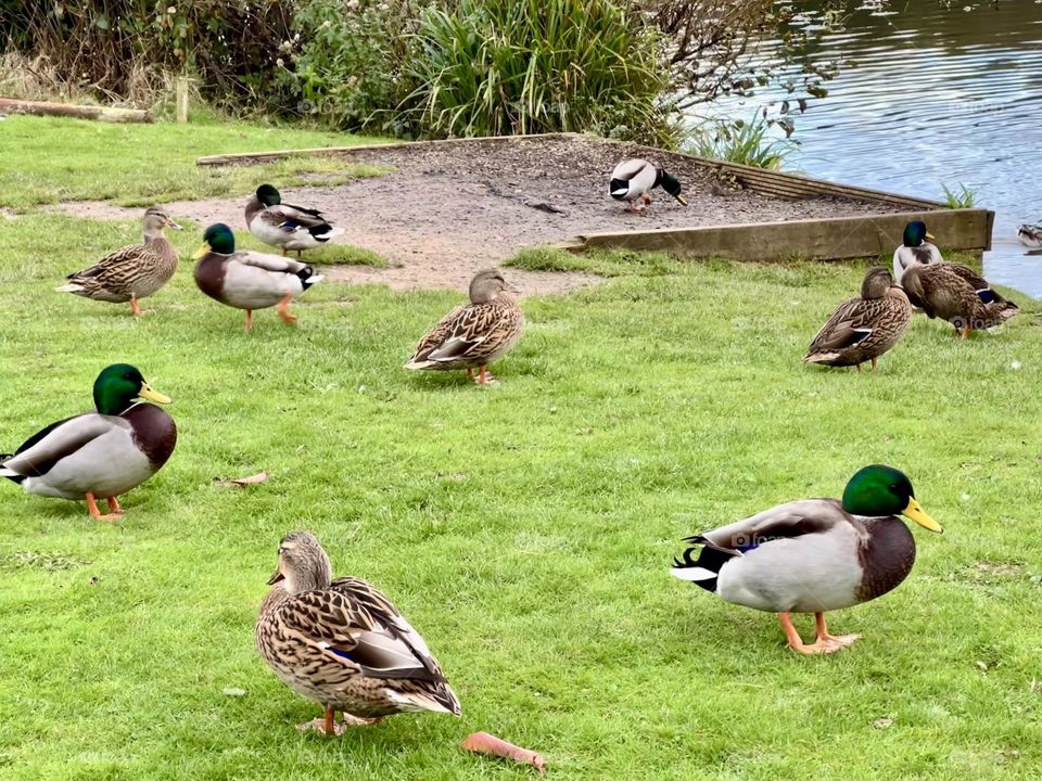 Ducks