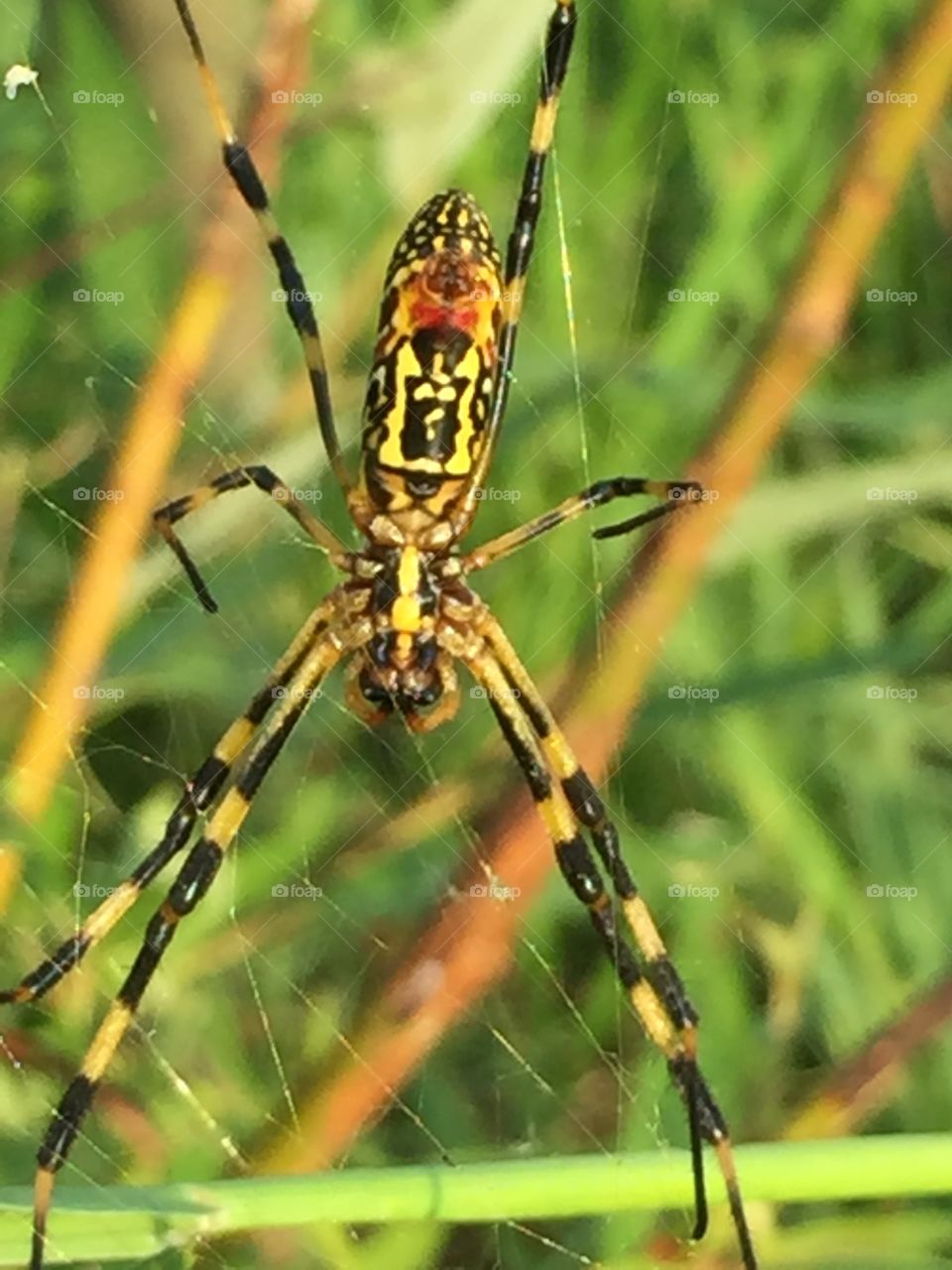 Close-up of a spider on web